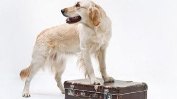 The 150+ Most Famous Names for a Golden Retriever Dog