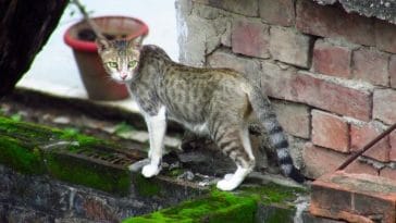 The Best Sanskrit Cat Names - List of Over 50 Meaningful Names