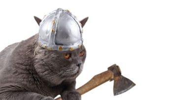 The Best Viking Cat Names - A List of 130+ Cat Names & Meanings
