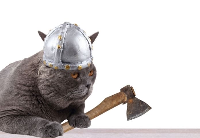 The Best Viking Cat Names: A List of 130+ Cat Names & Meanings