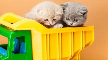 The Top 100+ Truck Cat Names- Naming Your Pet Kitty