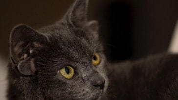 This Cat From Turkey Has Four Ears & Trends On Social Media