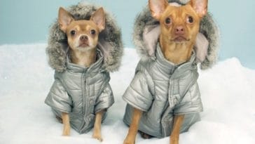 Top 10 Best Dog Coats for Your Pet This Winter Season