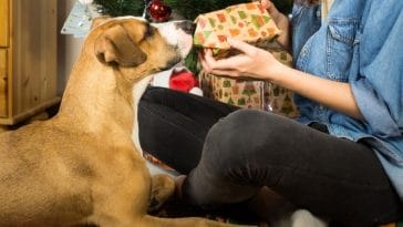 Top 20 Best Gifts for Dog Lovers and Their Dogs