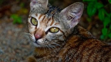 Top 200+ Malay Cat Names - Meanings of Malaysia's Popular Cat Names