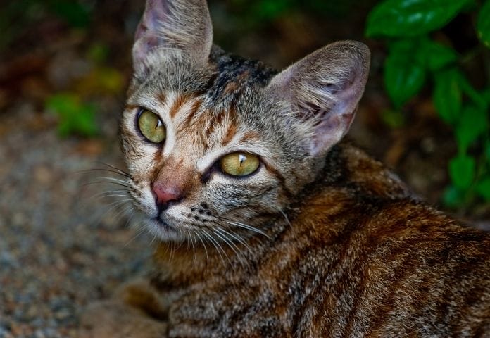 Top 200+ Malay Cat Names: Meanings of Malaysia's Popular Cat Names