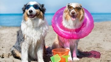 Top 90+ Saltwater Dog Names - Beach and Ocean Inspired Names