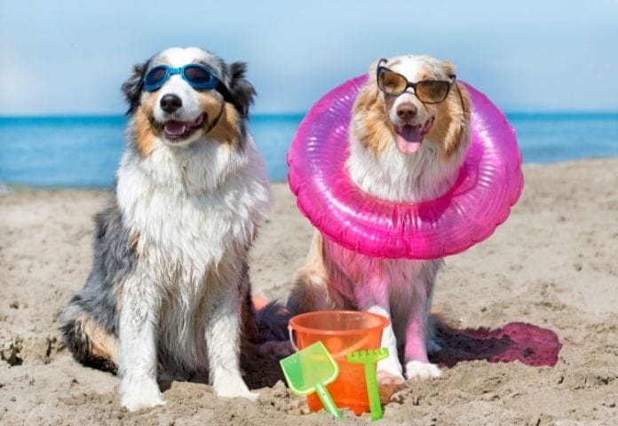 top-90-saltwater-dog-names-beach-and-ocean-inspired-names