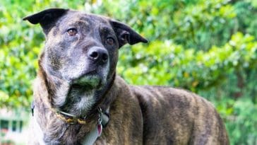 Top Brindle Pitbull Names - 150+ Dog Names for a Brindle Pitbull