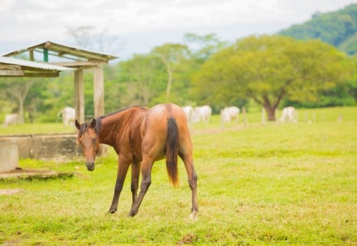 Weird Names For Female Horses