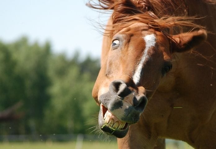 Weird Names For Male Horses