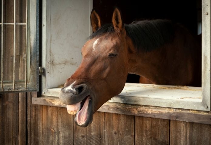 Weird Race Horse Names