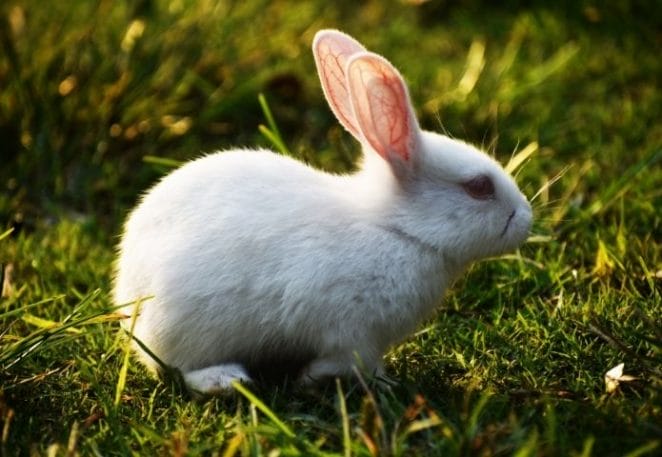 White Rabbit Names