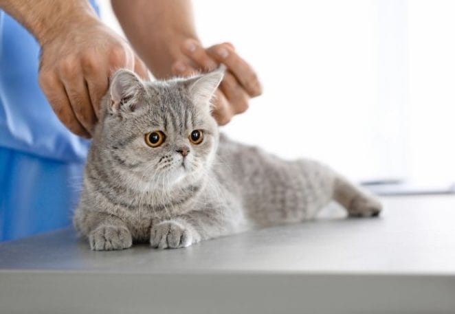 Why cat vaccines are a demand.