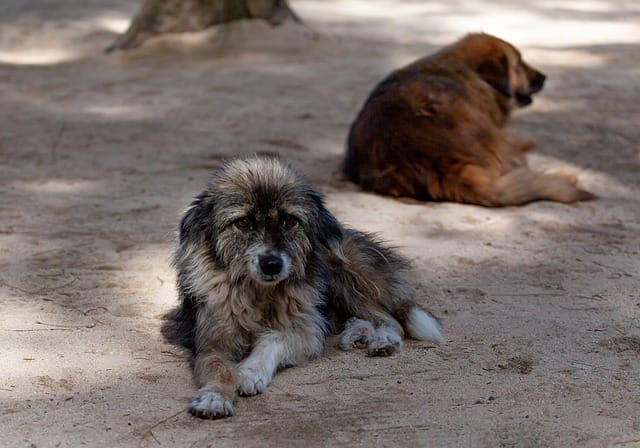 abandoned-dogs