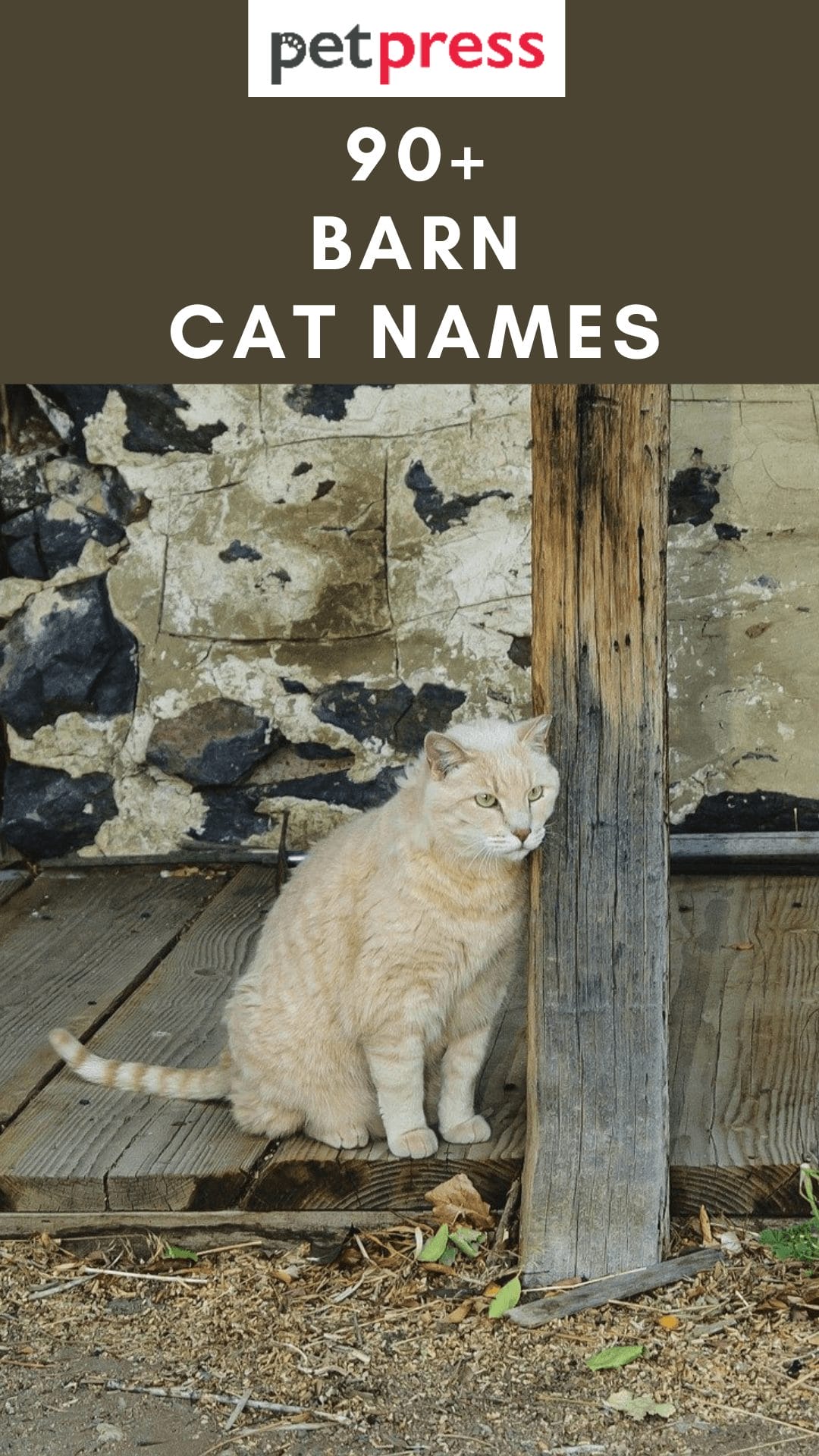 90+ Barn Cat Names For Both Male And Female Feline Friend