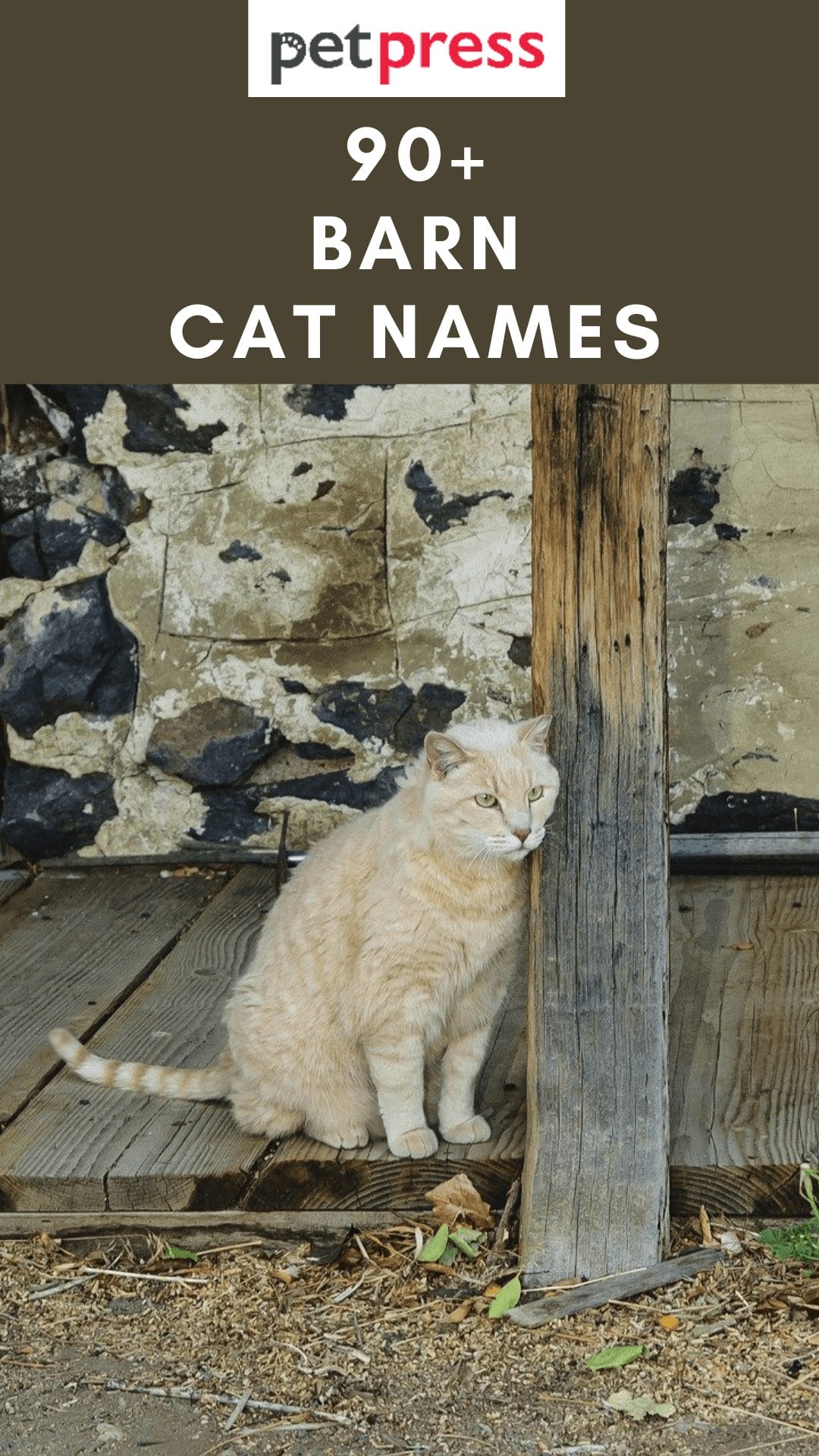 barn cat names female