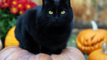 best-bombay-cat-names