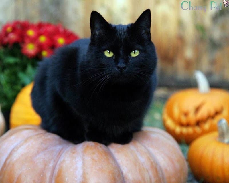 best-bombay-cat-names