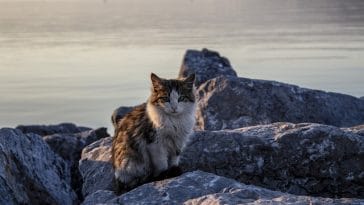 best-mermaid-cat-names