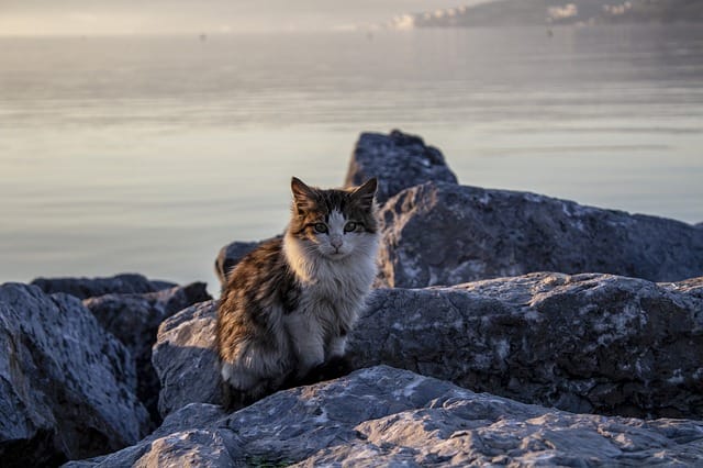 best-mermaid-cat-names
