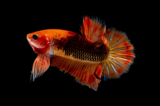 betta-orange-fish-names