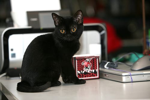 black-bombay-cat-names