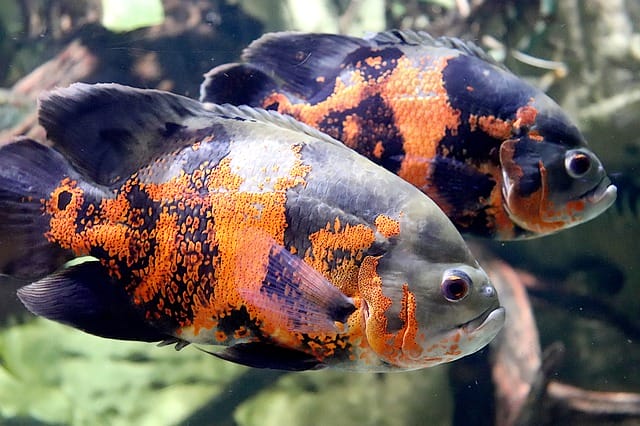 black-orange-fish-names