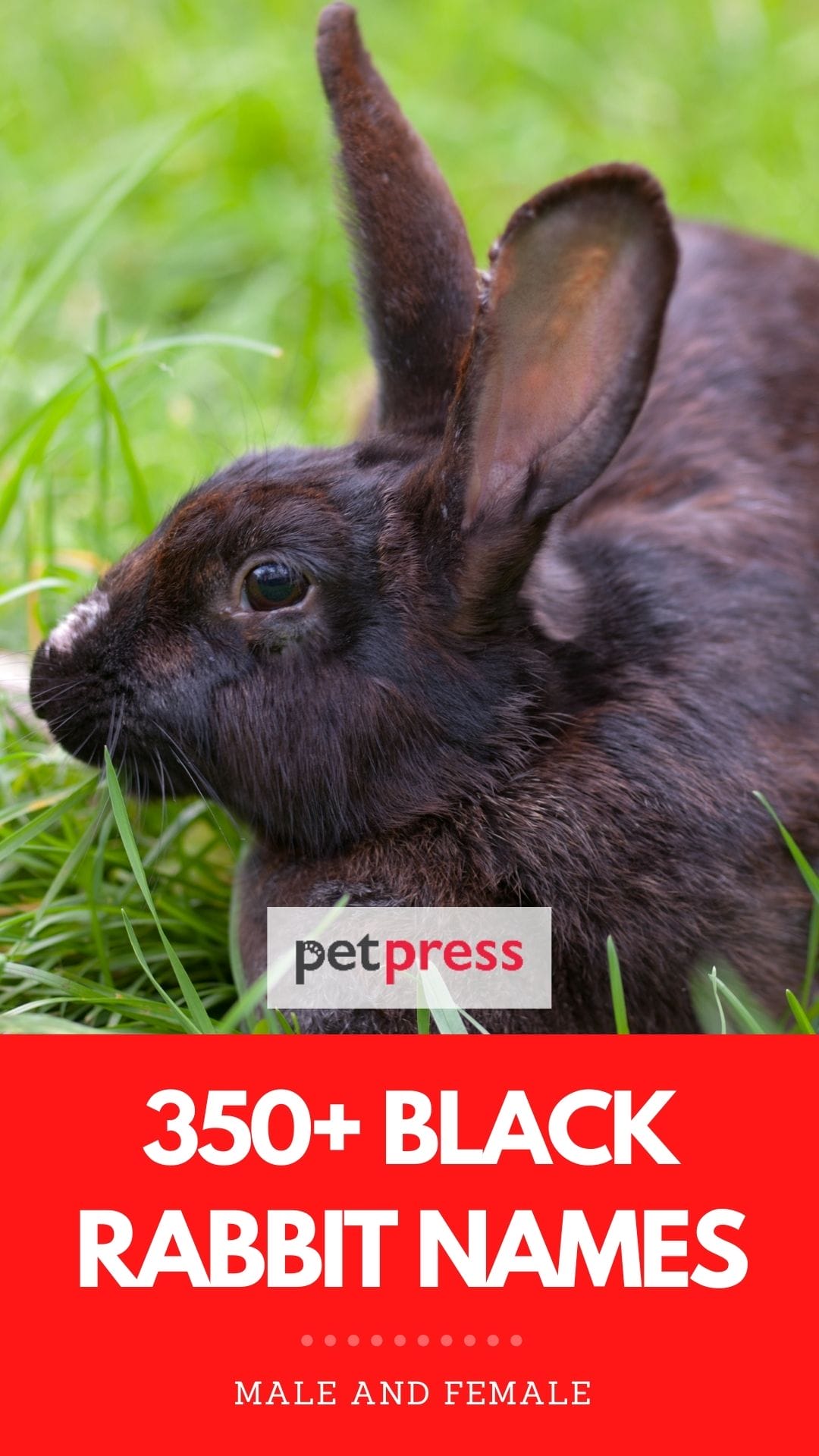 Black Rabbit Names 350+ Names for Male and Female Black Rabbits