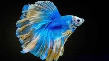 blue-betta-fish-names