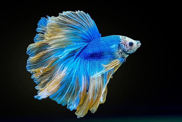 blue-betta-fish-names