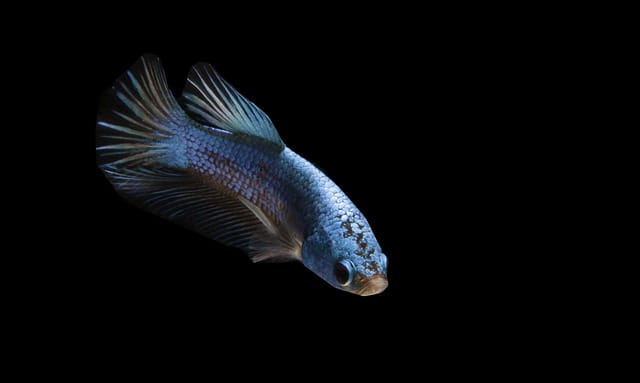 blue-black-fish-names