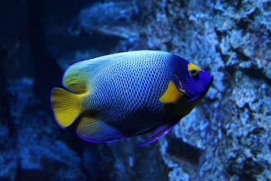 250+ Best Blue Fish Names - Complete Name Ideas For Your Blue Fish