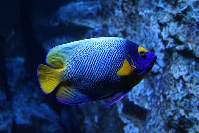 blue-yellow-fish-names