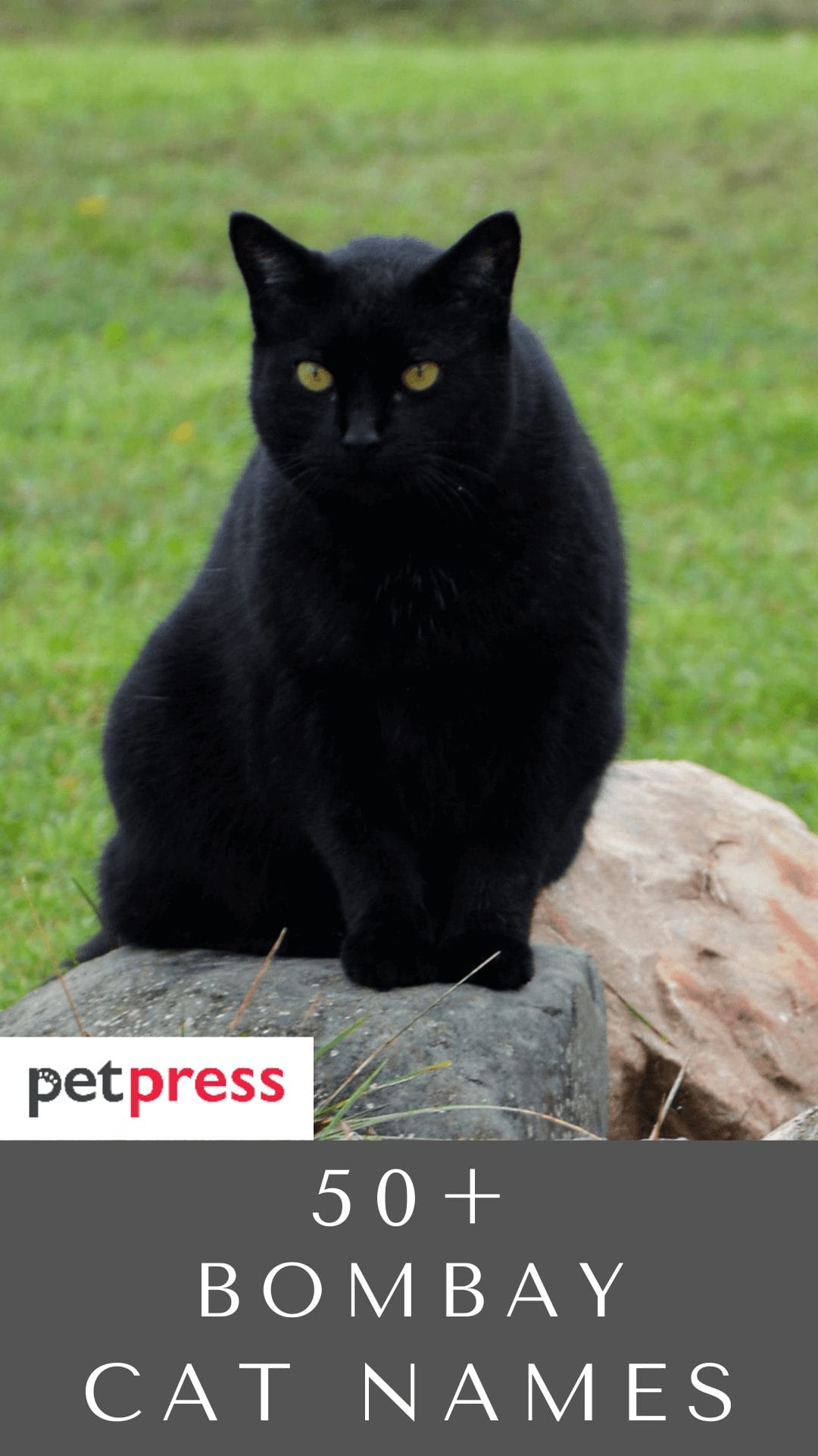bombay-cat-names
