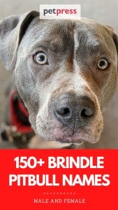 Top Brindle Pitbull Names: 150+ Dog Names for a Brindle Pitbull