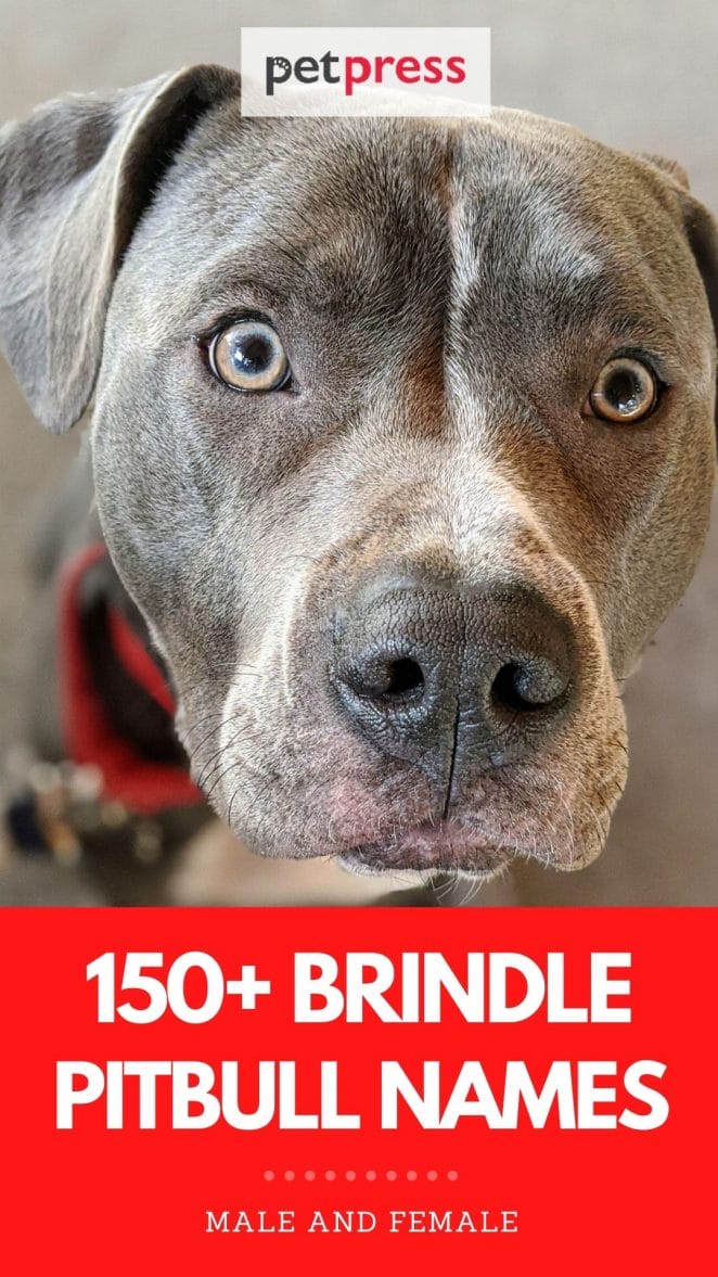 Top Brindle Pitbull Names: 150+ Dog Names for a Brindle Pitbull
