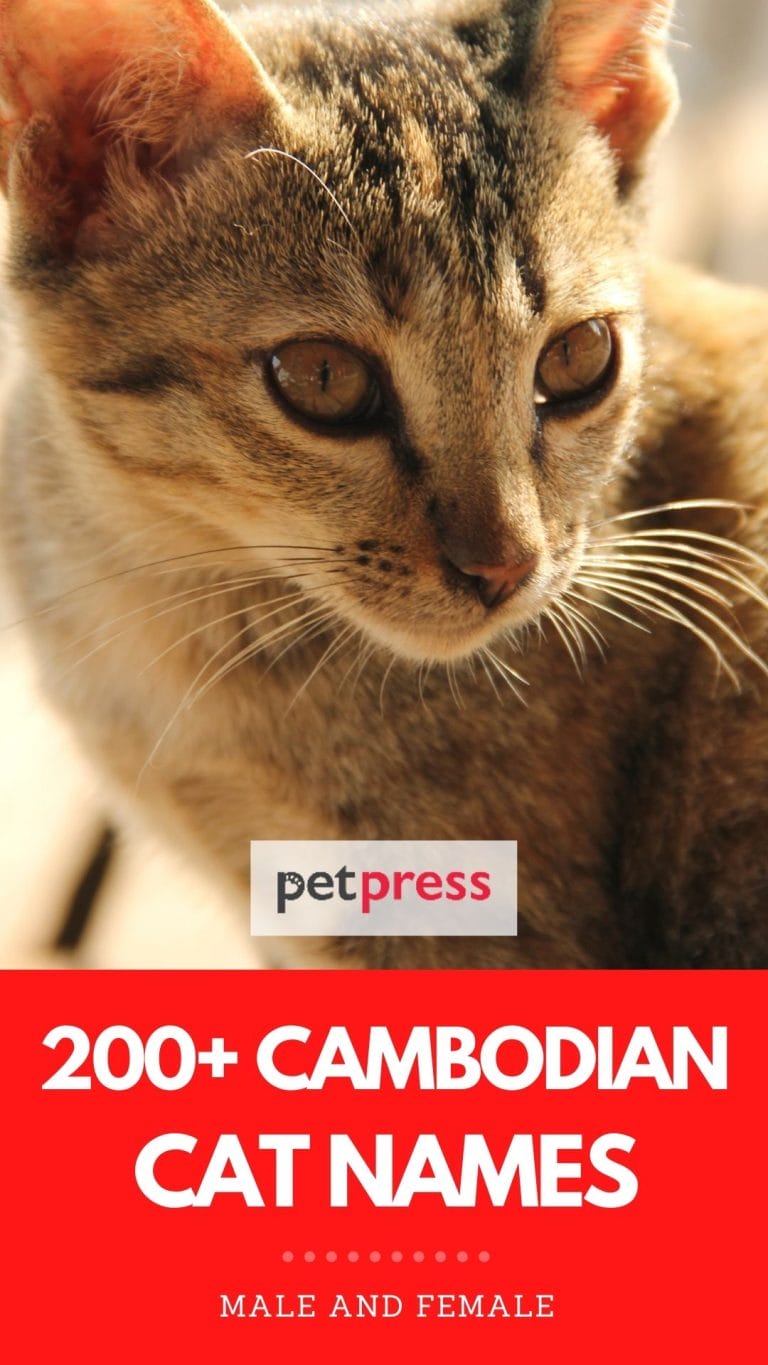 200+ Best Cambodian Cat Names Khmer Language and Meanings