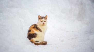 cat-in-winter