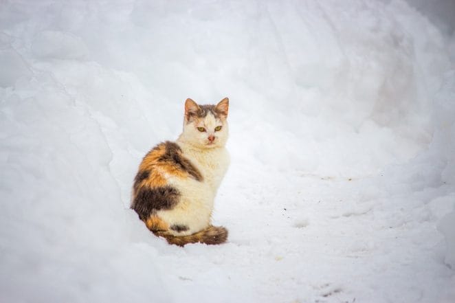 cat-in-winter