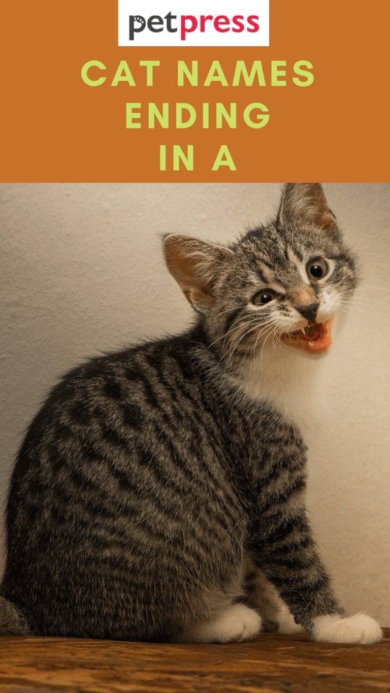 160+ Cat Names Ending With A Unique Cat Name Ideas For Your Kitten