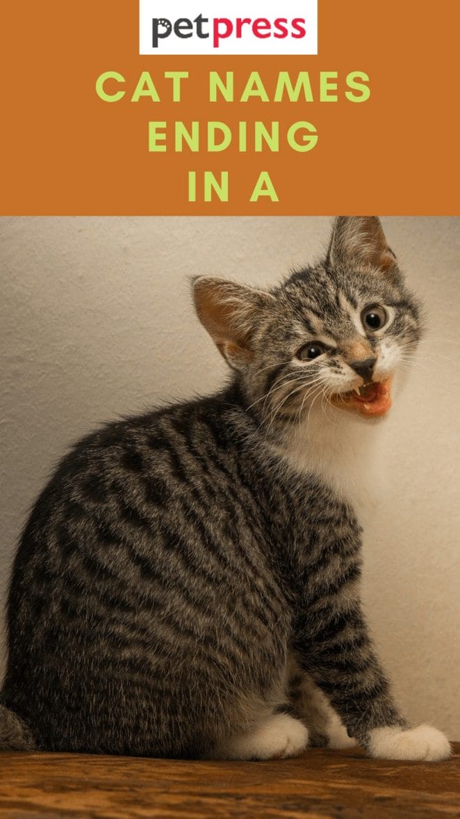cat-names-ending-in-a