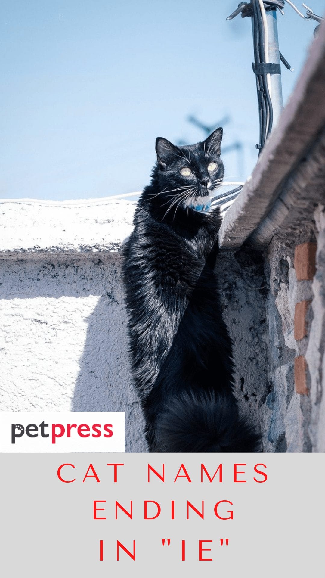 230+ Best Cat Name Ending In IE For Your Cute Feline Friend