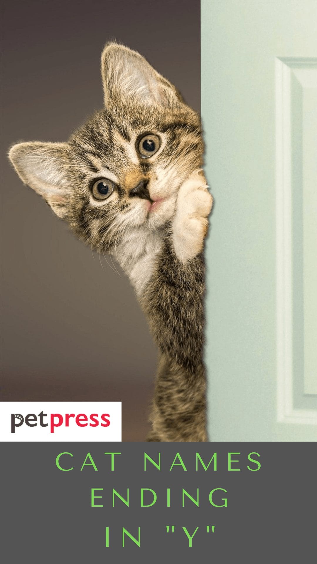 cat-names-ending-in-y
