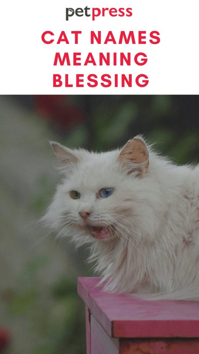 cat-names-meaning-blessing