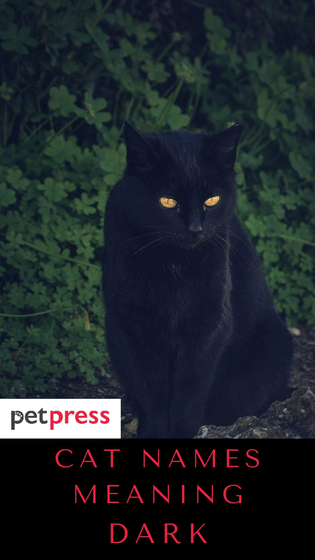 70+ Cat Names Meaning Dark Unique Way To Name Your Black Kitten