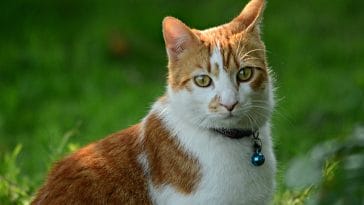 cat-names-meaning-lion