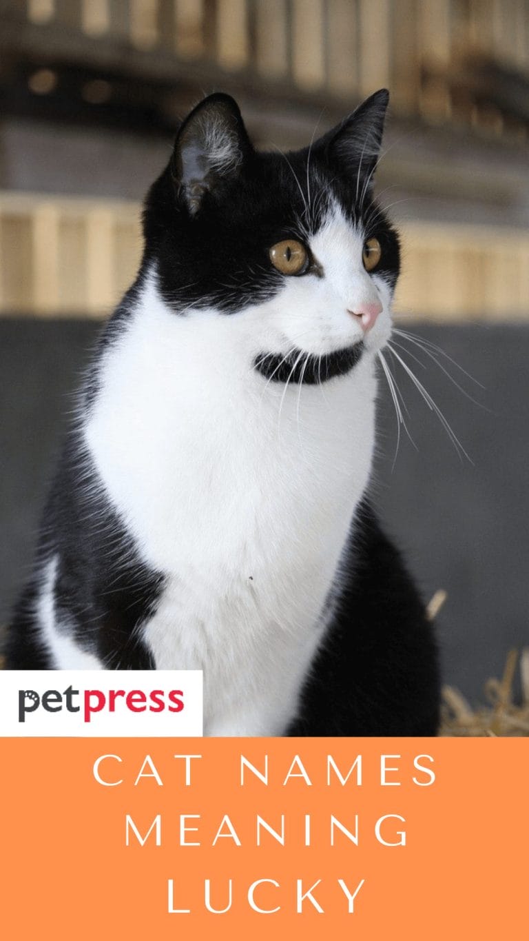 70 Cat Names Meaning Lucky For Your Adorable Feline Friend the-real-meaning-of-lucky-youtube