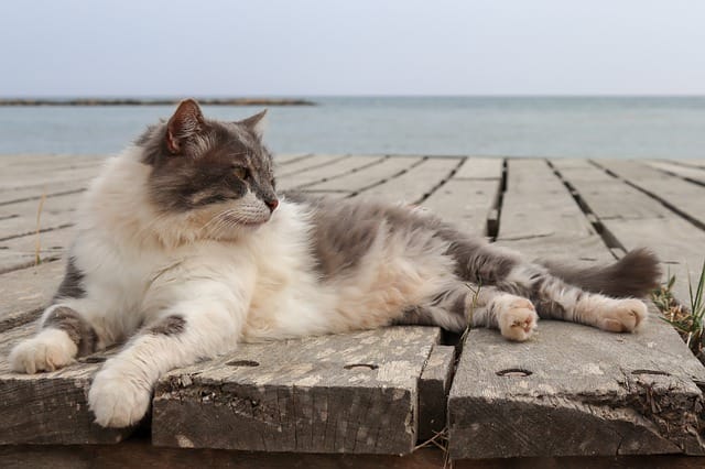 cat-names-meaning-mermaid