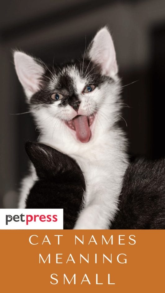 160 Cute Cat Names Meaning Small For Your Adorable Kitten